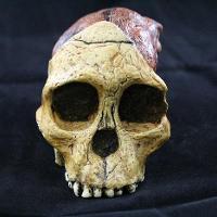 Australopithecus Africanus (Taung Child)