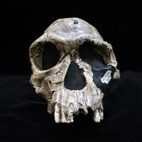 Homo Habilis 