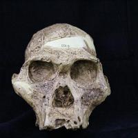 Australopithecus Africanus