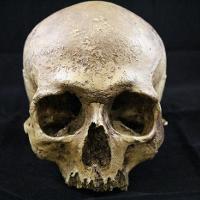 Homo Sapiens (Cro Magnon)