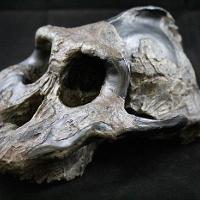 Australopithecus Aethiopicus