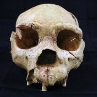 Homo Heidelbergensis