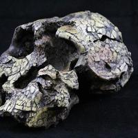 Kenyanthropus Platyops