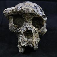 Sahelanthropus Tschadensis