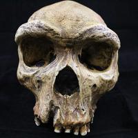 Homo Heidelbergensis (Broken Hill)