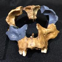 Homo Antecessor