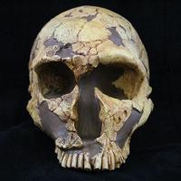 Homo Neanderthalensis (LaFerrassie)