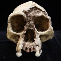 Homo Floresiensis