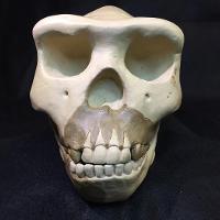 Homo Erectus Modjokertensis