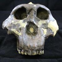 Australopithecus Boisei