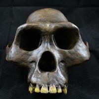 Australopithecus Afarensis