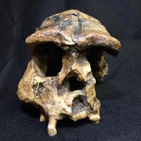 Homo Erectus Sangiran