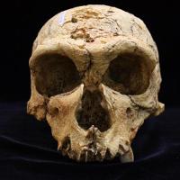 Homo Neanderthalensis (La Chapelle aux Saints)