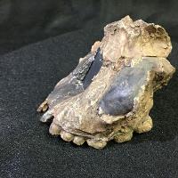 Homo Habilis