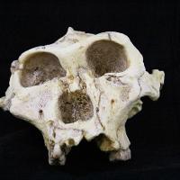 Australopithecus Robustus