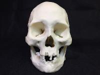 Human Female Skull Native American