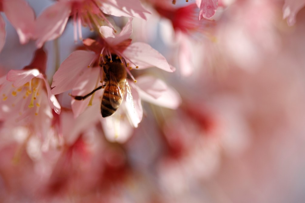 bee pollunating a flower