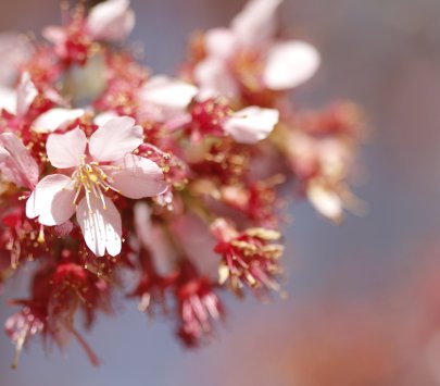 spring flowers on campus