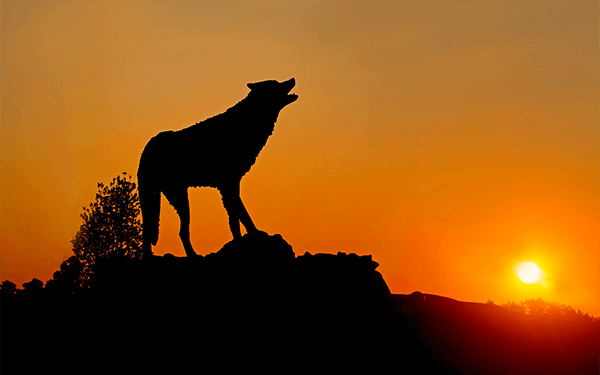 UWG Wolf Statue