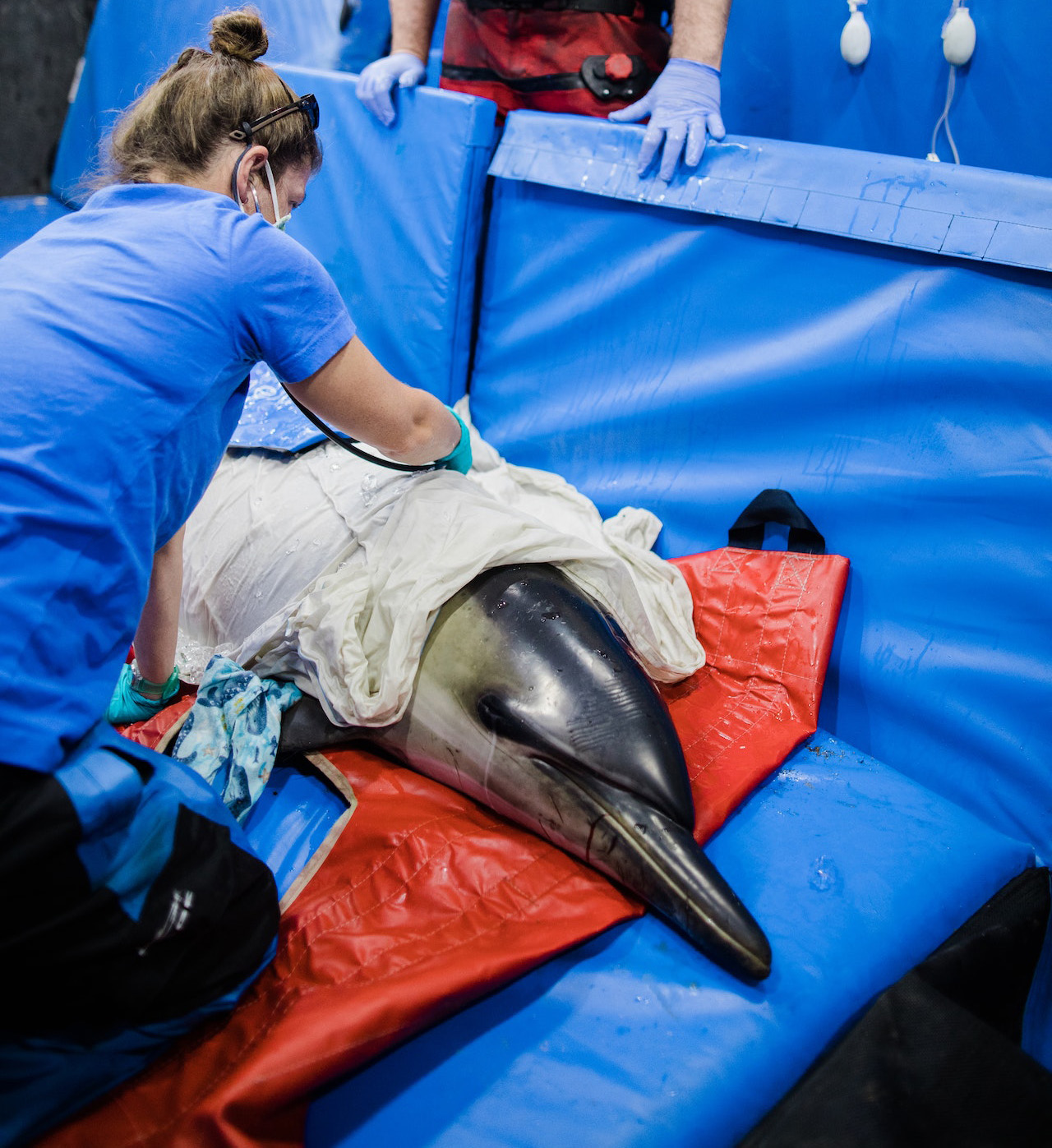 Veterinarians Rescuing a Dolphin