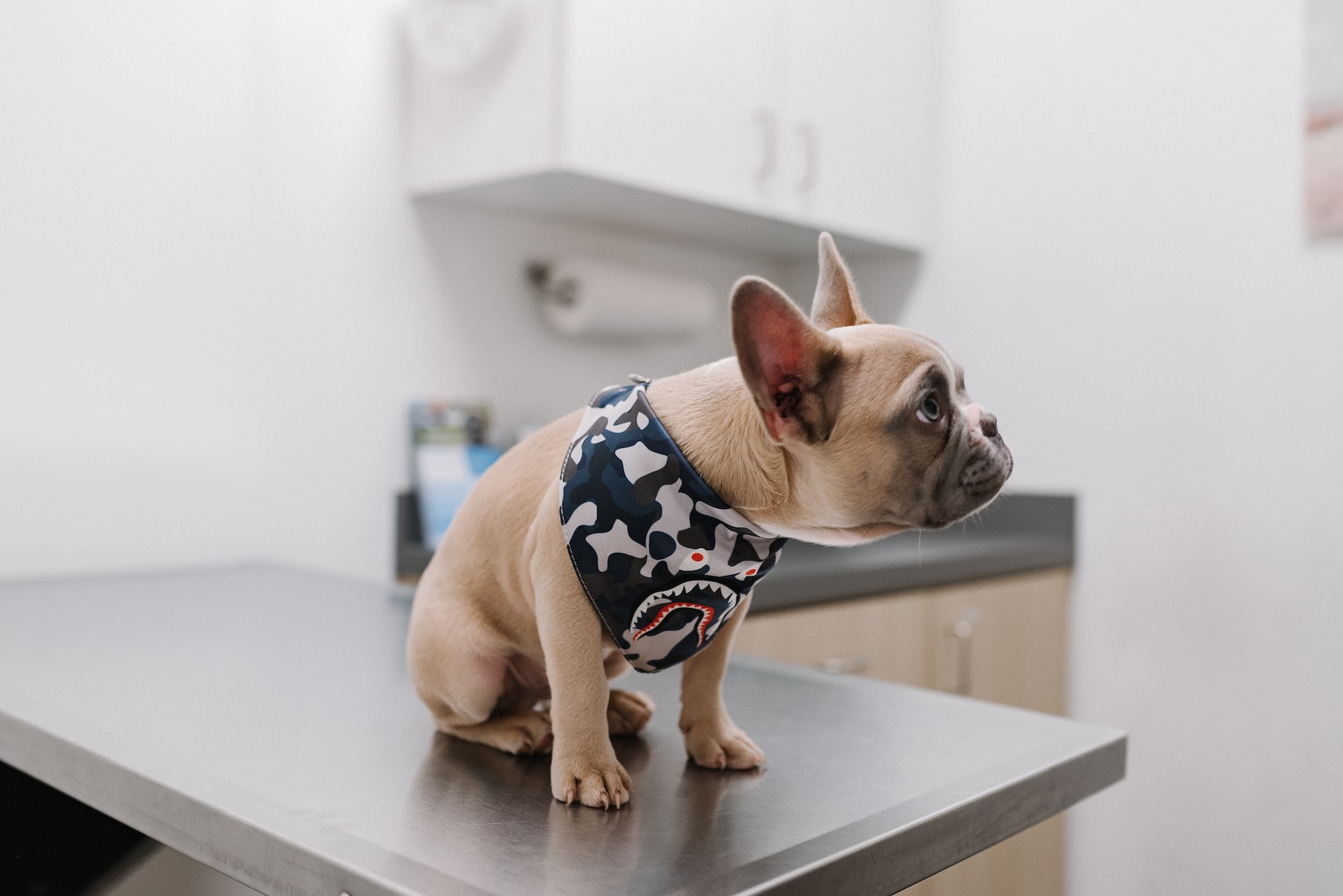 Dog on a medical table