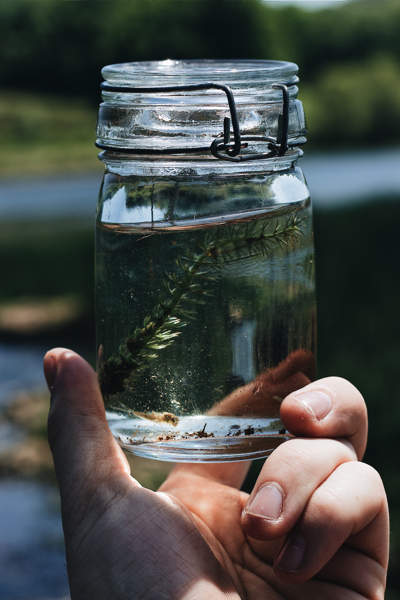 Piece of a plant in a jar