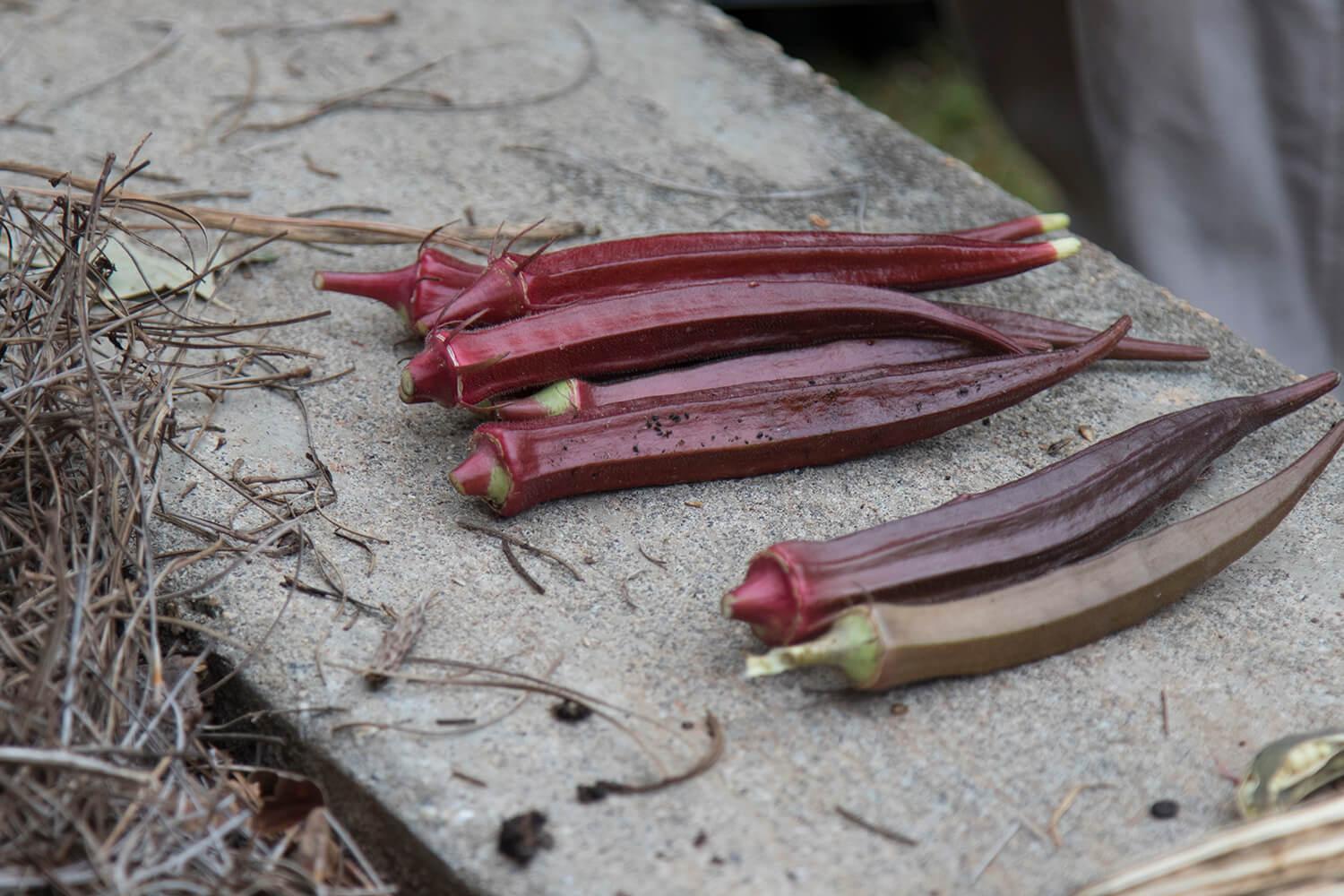 Picture of Okra