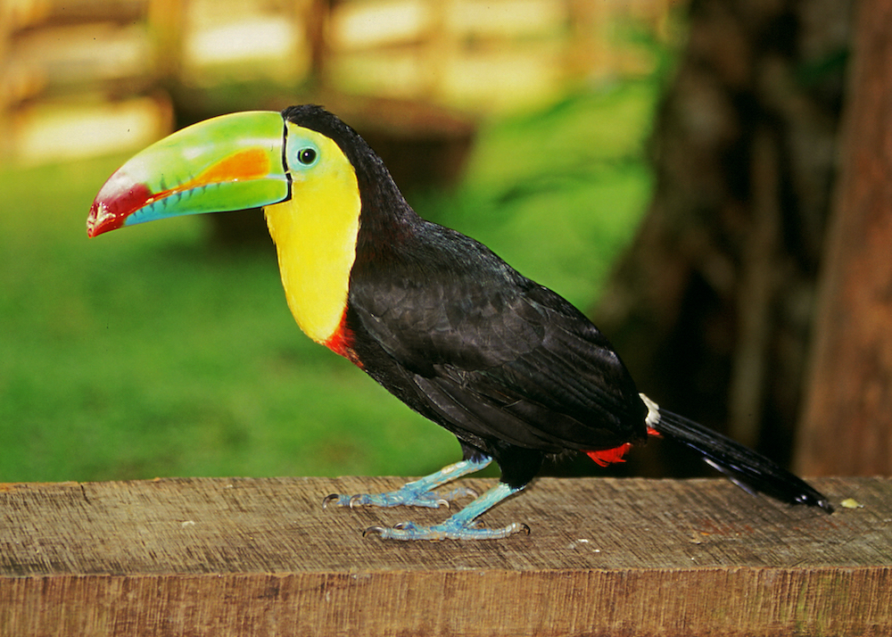 Tucan in Costa Rica. 