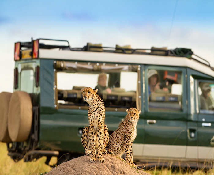 Two leapards in front of a truck in Kenya 