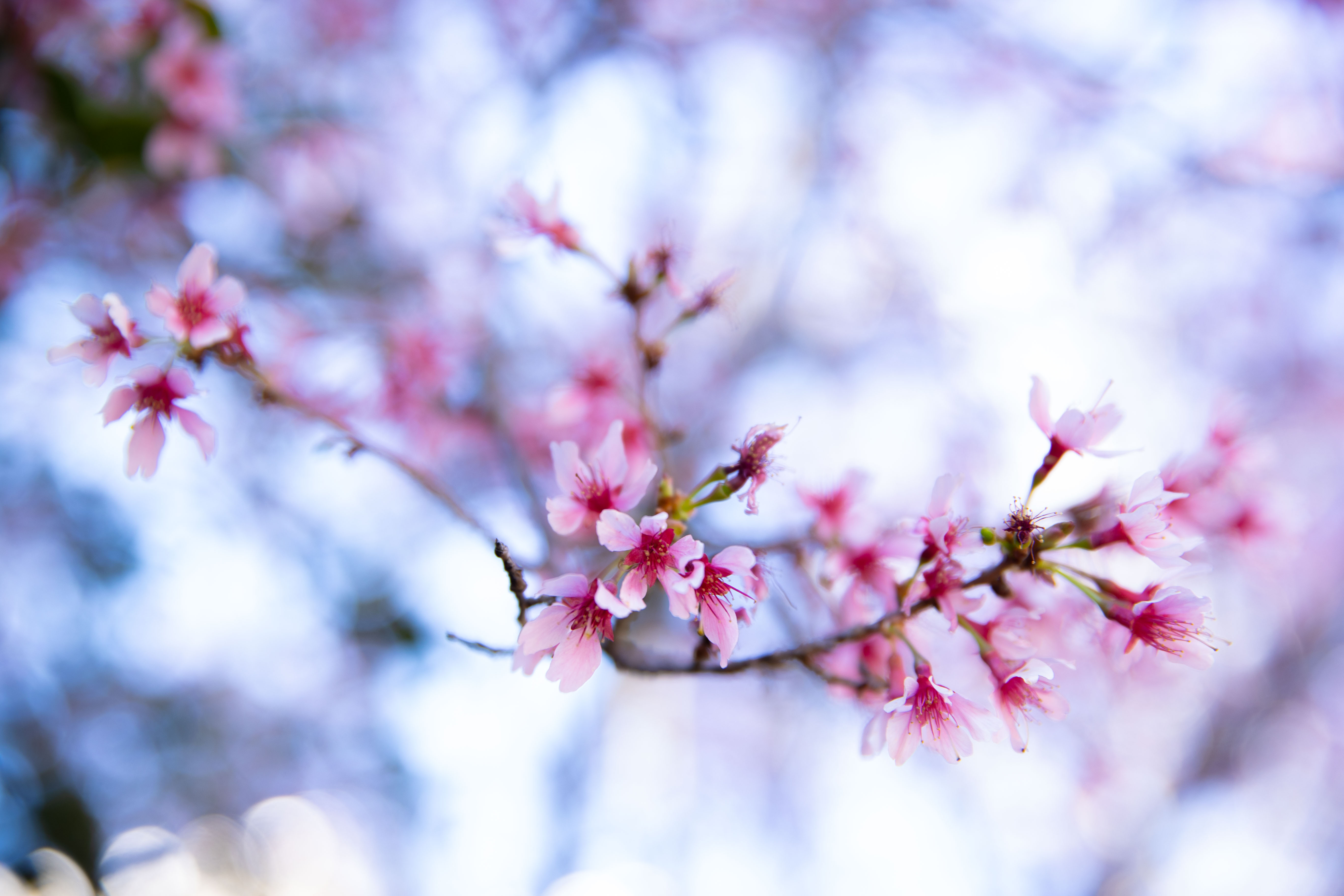 pink flowers