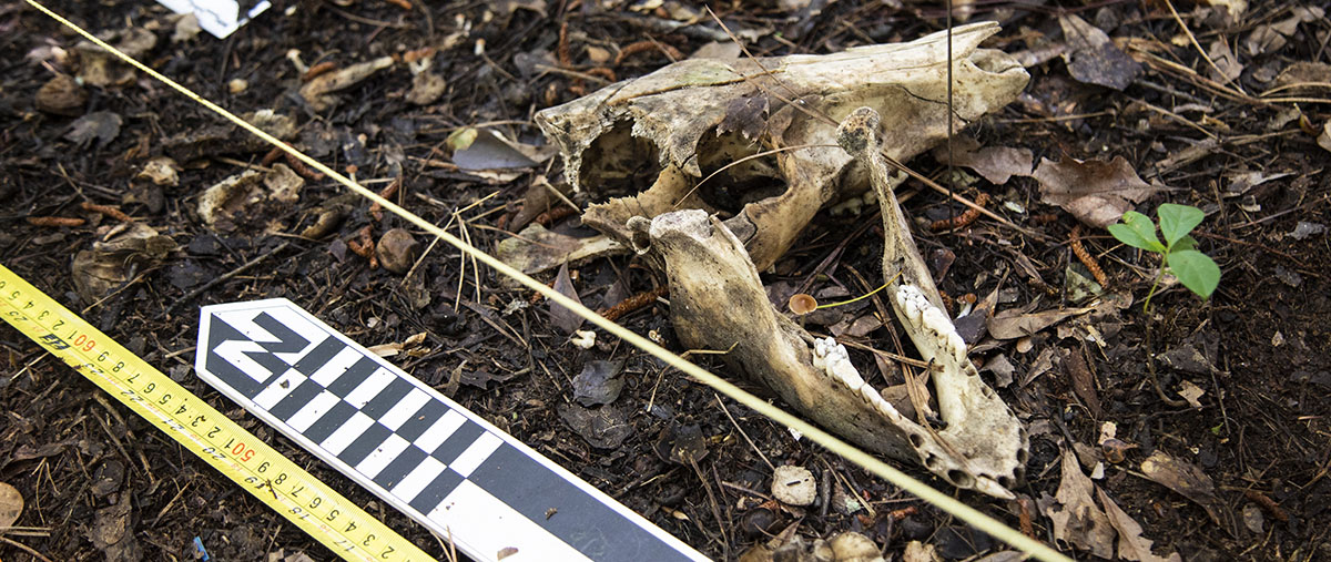 skull from pig dig