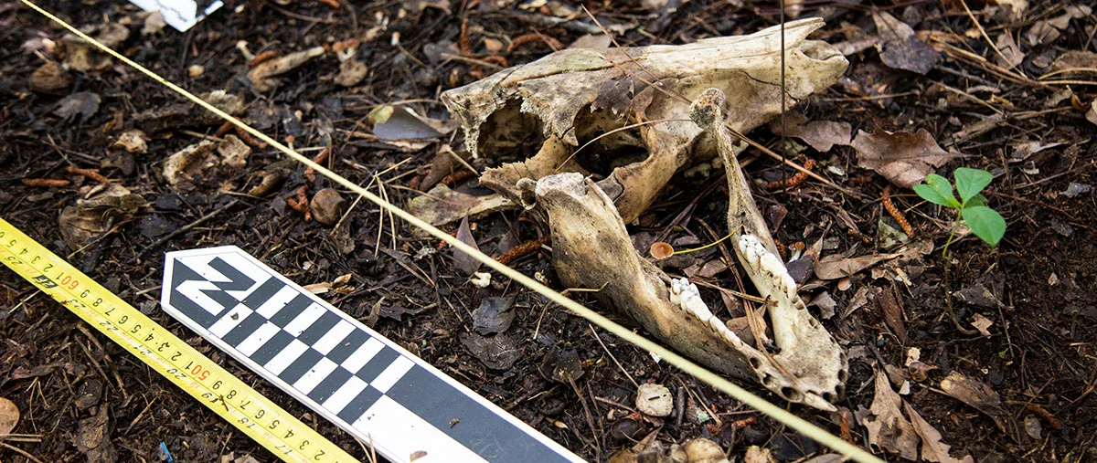 skull from pig dig