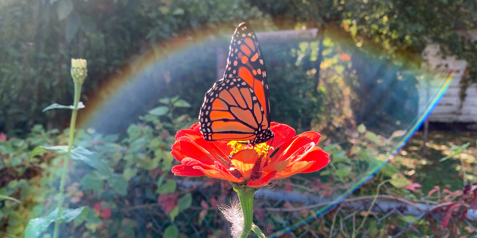 Butterfly on a flower