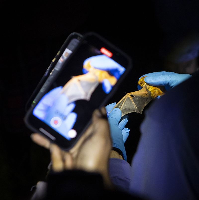bat being studied with cell phone