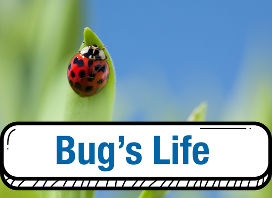 Insect on a leaf with Bug's Life in Text