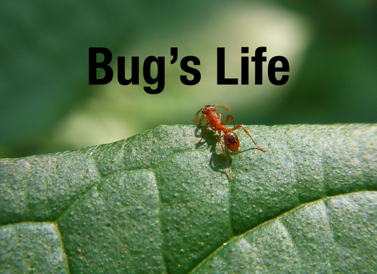 Insect on a leaf with Bug's Life in Text