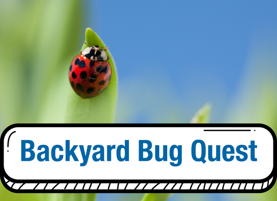 Photograph of a ladybug on a leaf with the text Bug's Life on the bottom.
