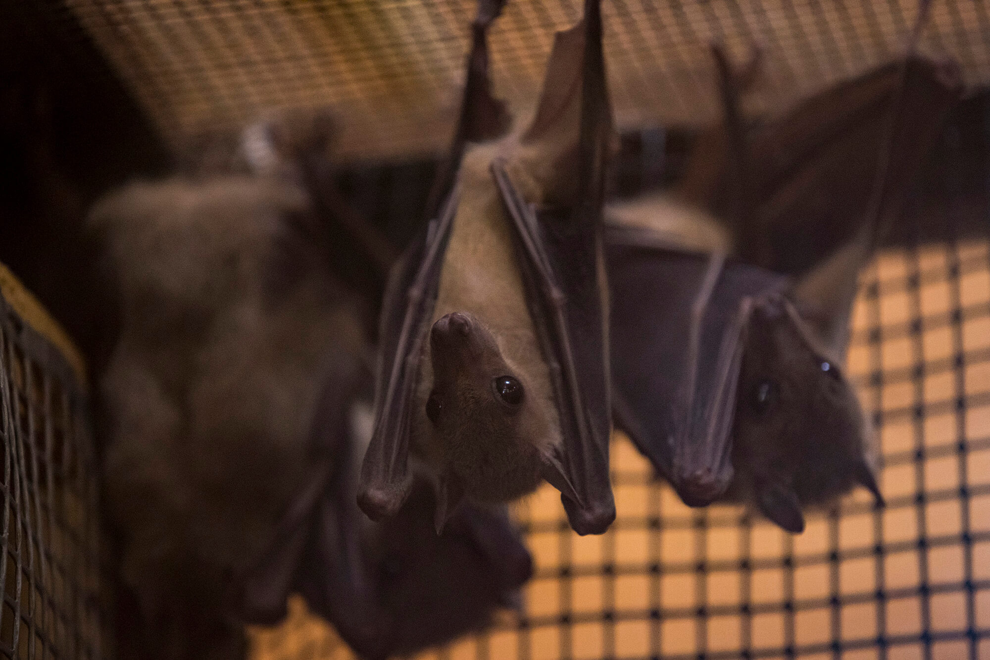Egyptian fruit bats hang out at the Bear Creek Nature Center.