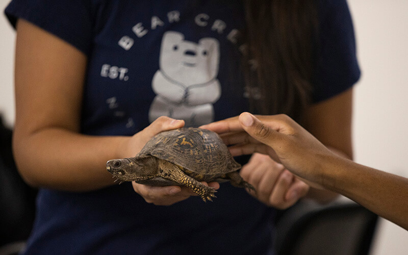 UWG student pets a turtle