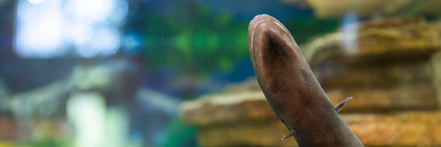 A two-toed amphiuma at the Bear Creek Nature Center