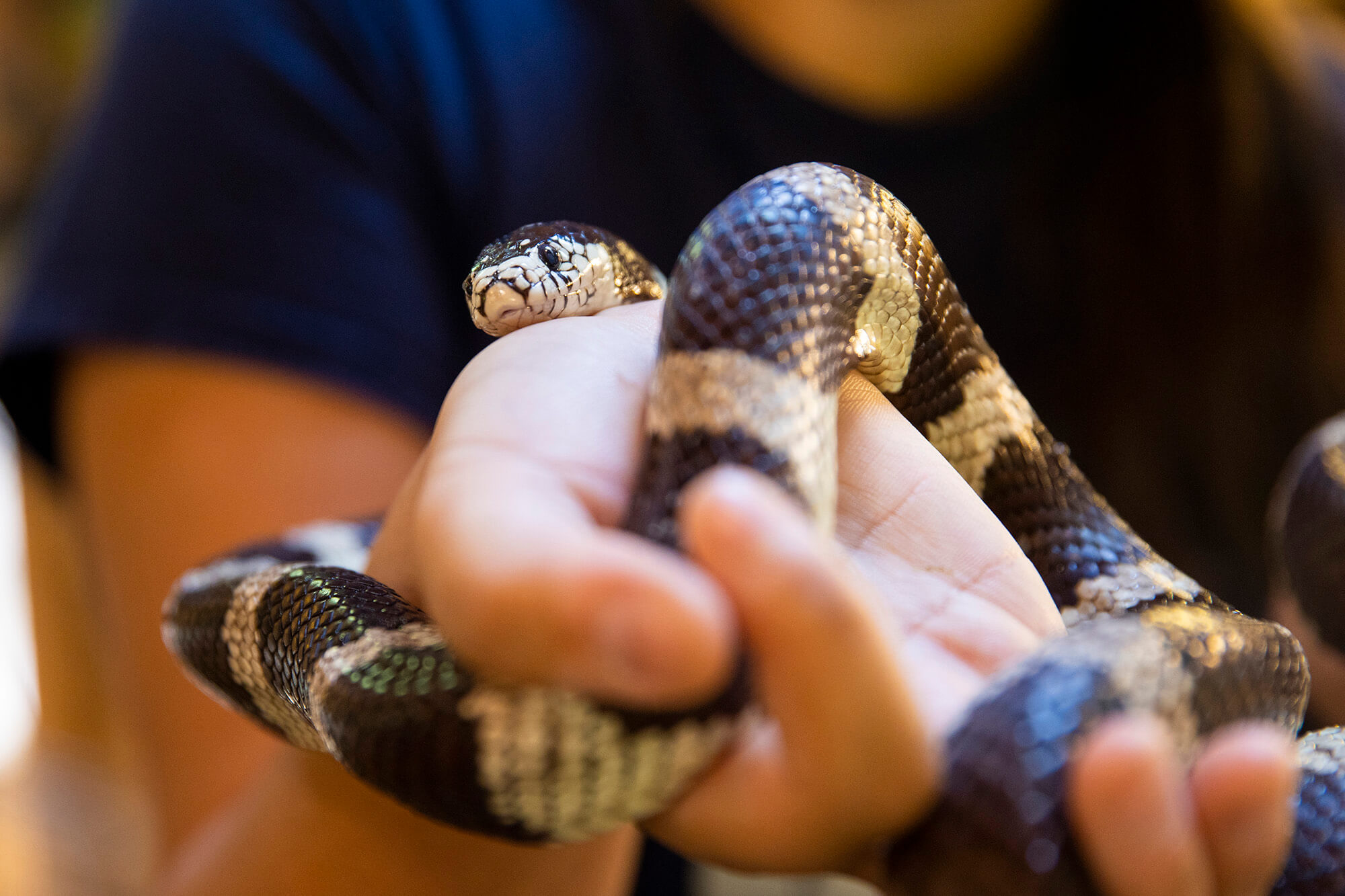 California kingsnake at the Bear Creek Nature Center