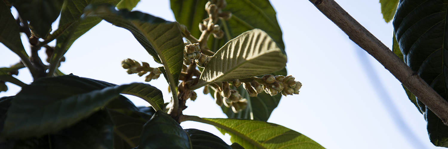 Foliage in sunlight