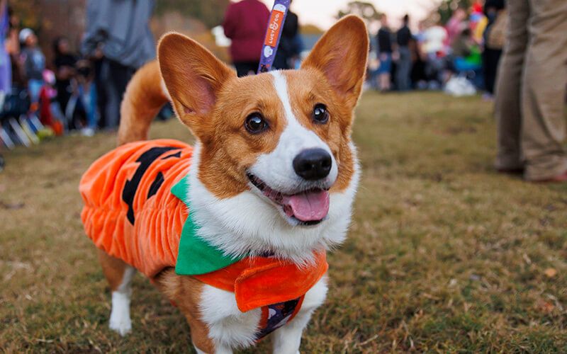 dog in costume