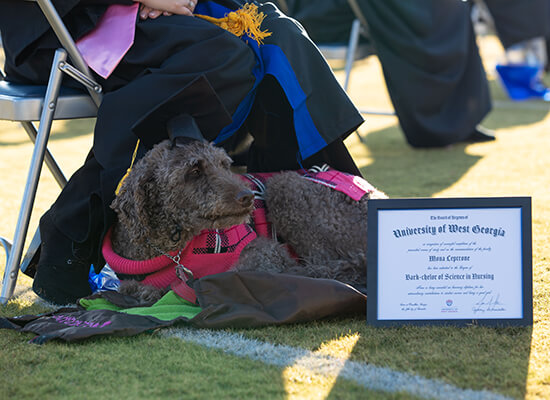 Mona, a labradoodle