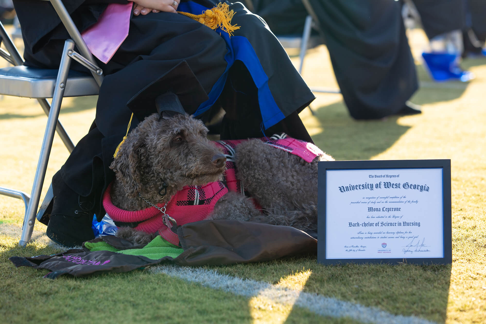 Dog with a degree