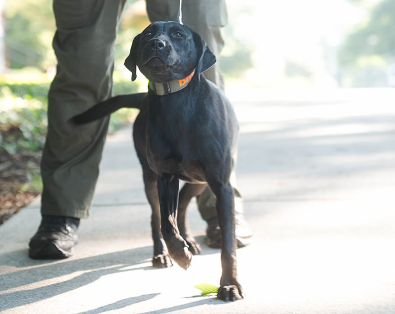UWG UPD's K9 Bru