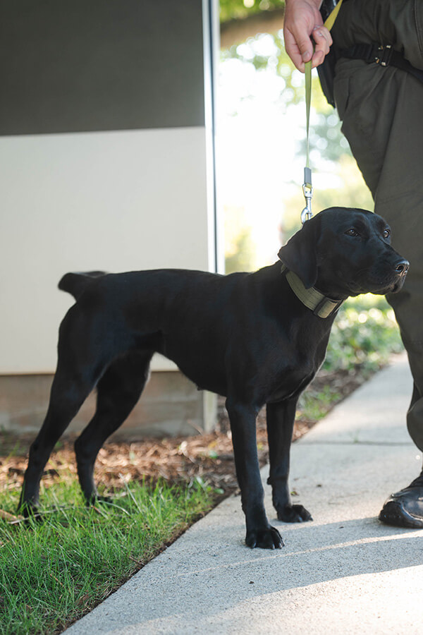 UPD K9 Bru