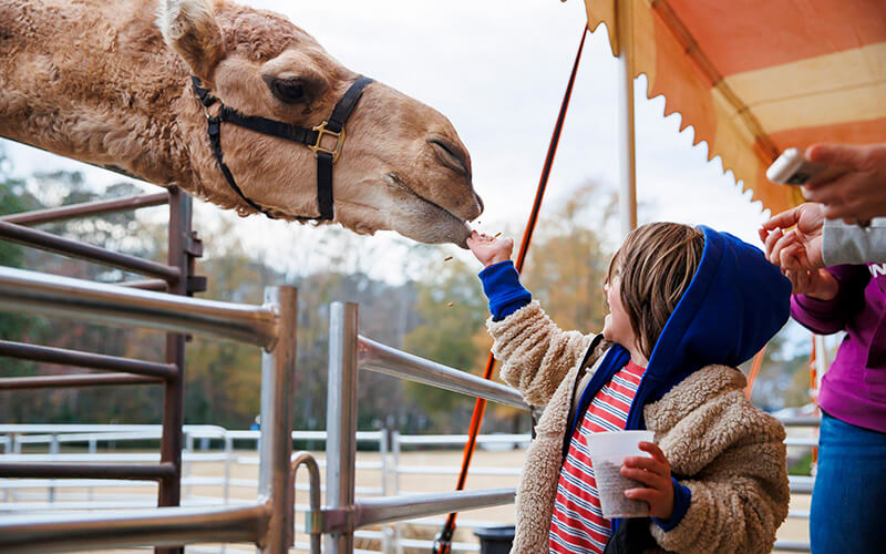Child feeds a camel at UWG's Winter West