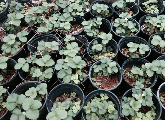 multiple plants