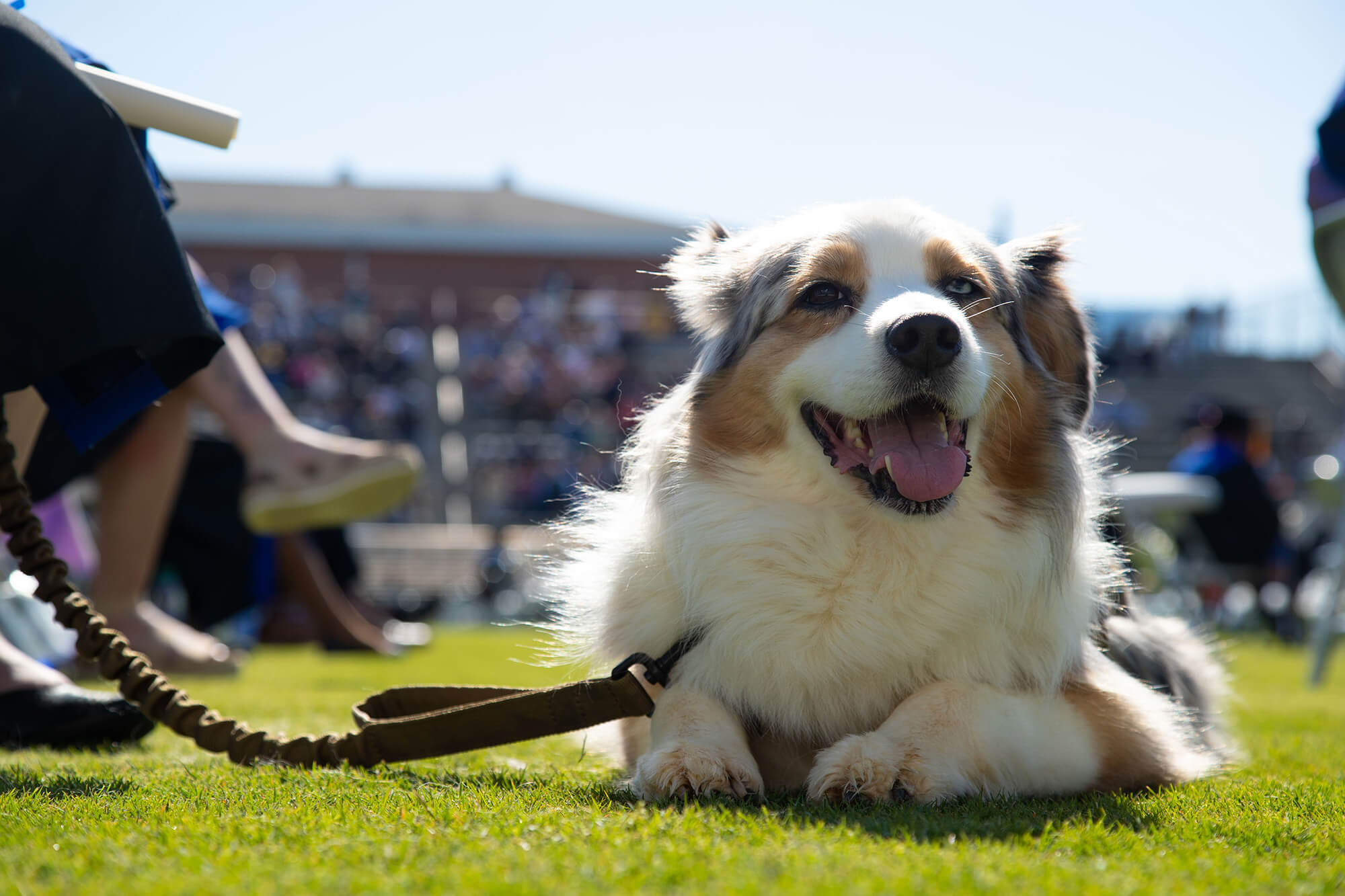 Misti, an Australian shepherd